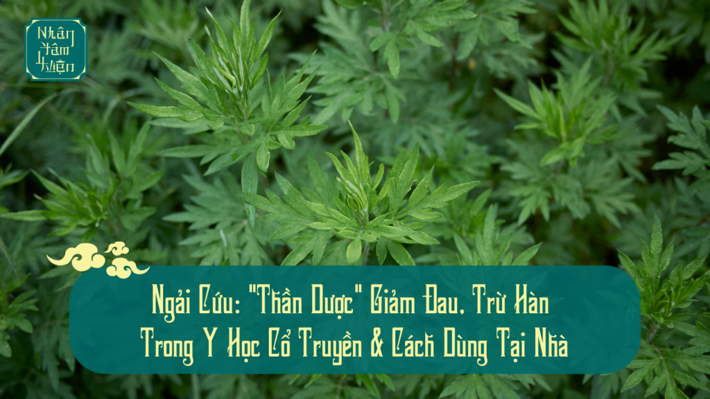 Ngải Cứu: "Thần Dược" Giảm Đau, Trừ Hàn Trong Y Học Cổ Truyền & Cách Dùng Tại Nhà