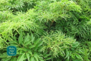 Tác Dụng Của Lá Đinh Lăng: "Thần Dược" Trị Mệt Mỏi, Mất Ngủ Và Lợi Sữa