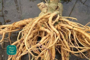 Rễ Đinh Lăng Bổ Huyết: Khơi Thông Huyết Mạch, Tăng Cường Trí Nhớ
