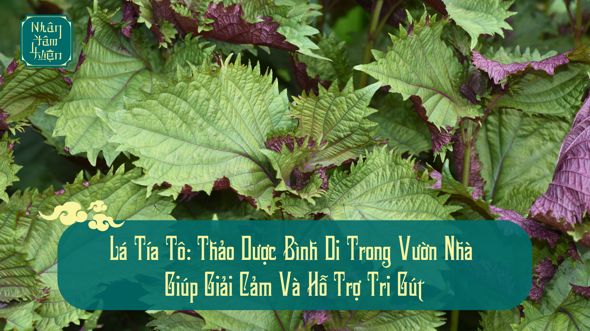 Lá Tía Tô: Thảo Dược Bình Dị Trong Vườn Nhà Giúp Giải Cảm Và Hỗ Trợ Trị Gút