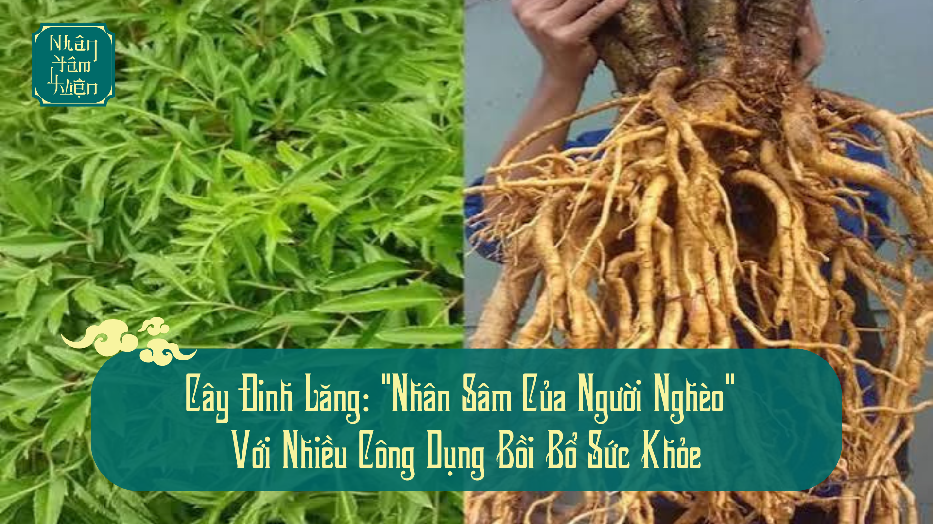 Cây Đinh Lăng: "Nhân Sâm Của Người Nghèo" Với Nhiều Công Dụng Bồi Bổ Sức Khỏe